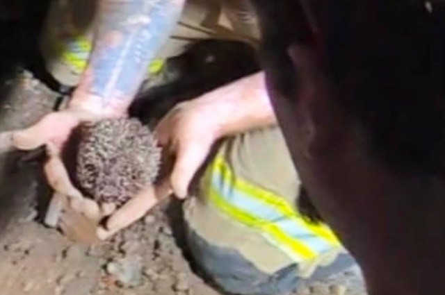 A person holding a hedgehog in their hands while another person observes nearby.