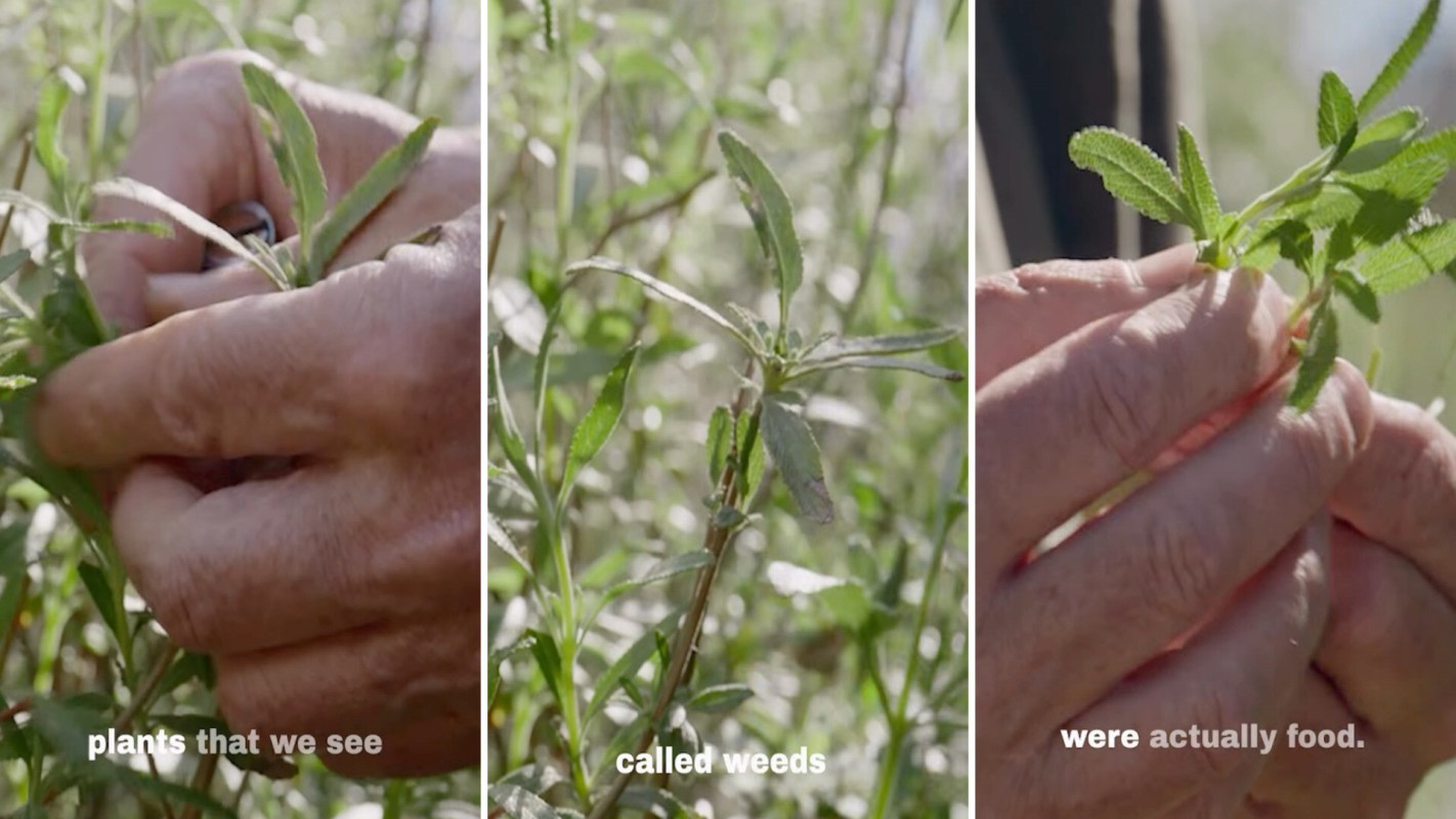 Hands harvesting plants in a field, with text identifying them as food rather than weeds.