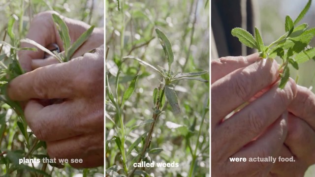 Hands harvesting plants in a field, with text identifying them as food rather than weeds.