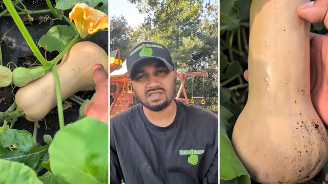 A person points at butternut squash growing among green leaves in a garden.