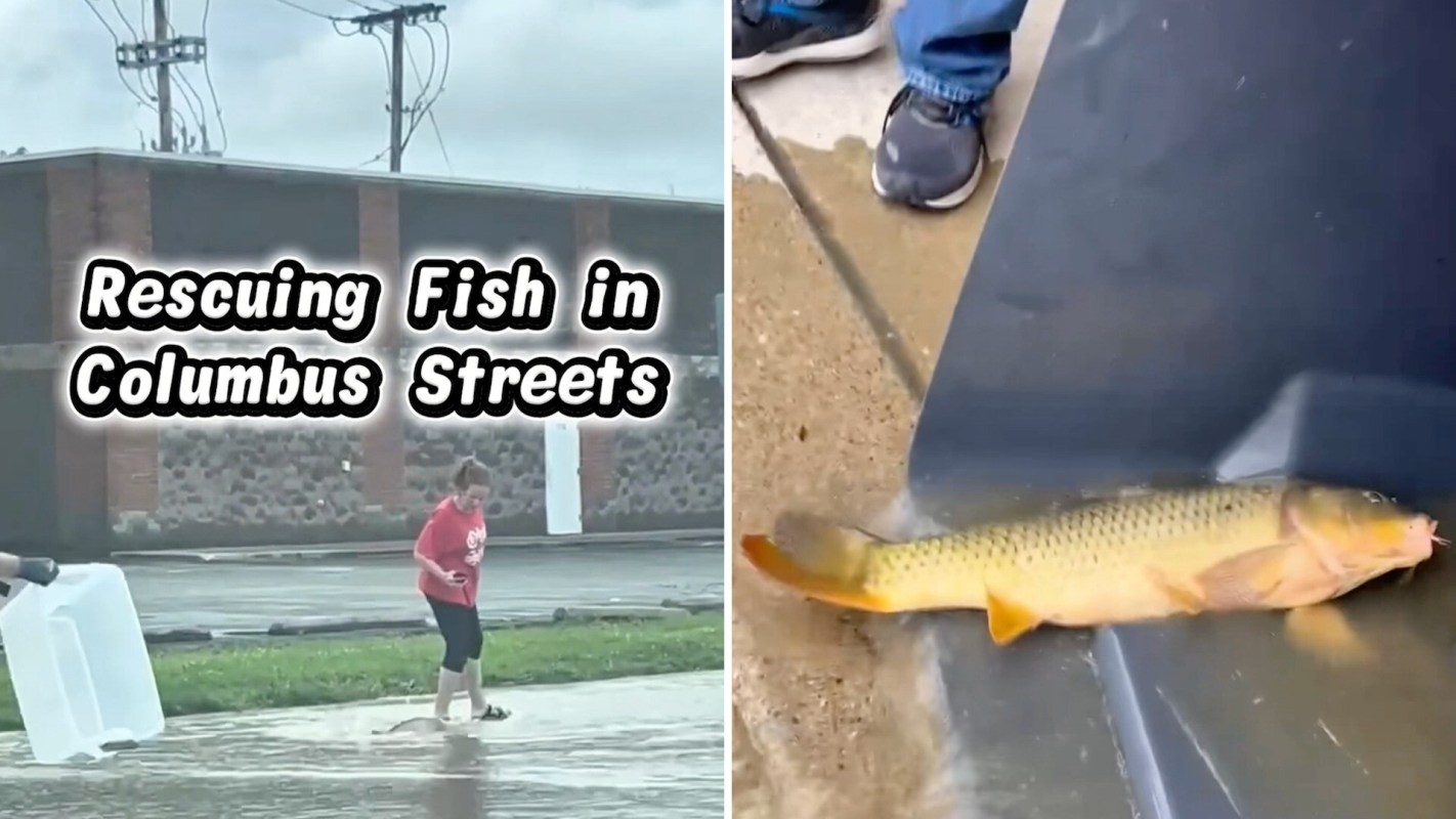 A person wades through flooded streets while rescuing fish.