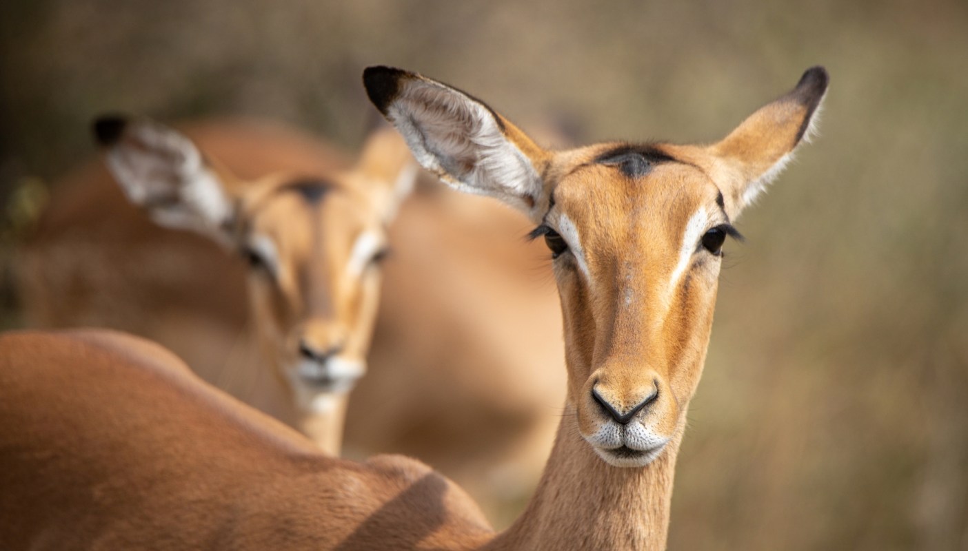 Two antelope standing in a natural setting, with one in focus and the other blurred in the background.