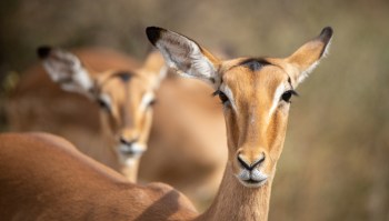 Two antelope standing in a natural setting, with one in focus and the other blurred in the background.