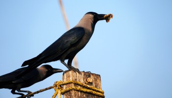 A bird with food in its beak stands on a wooden post, while another bird is nearby.
