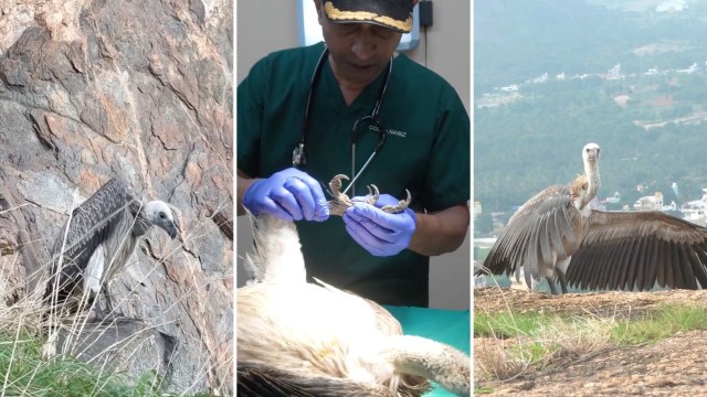 A vulture on a rocky surface, a veterinarian handling its claws, and it spreading its wings outdoors.