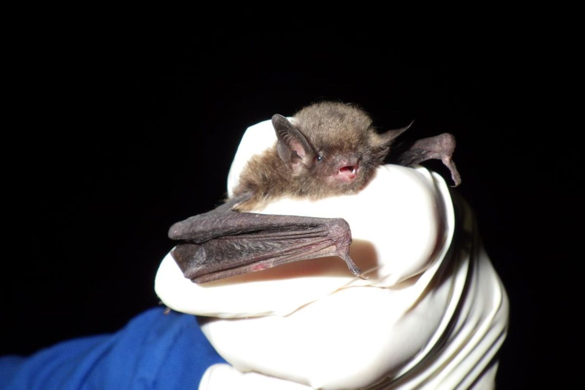 A person holding an Indiana bat.