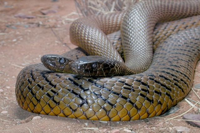Inland taipan snakes.