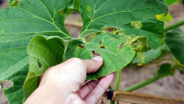 A hand holds a damaged green leaf with holes and discoloration.