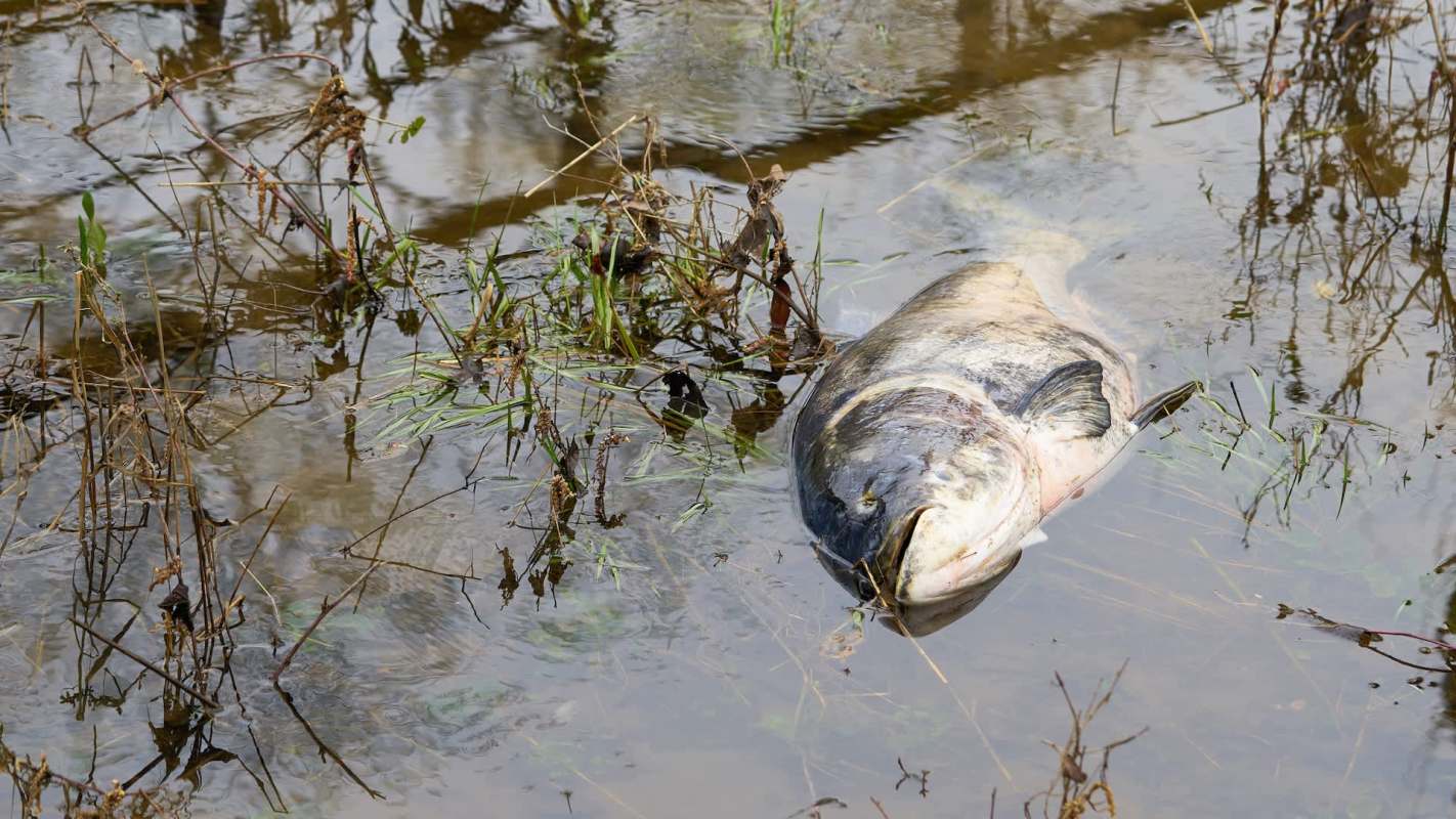 A dead fish in shallow water.