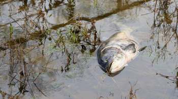 A dead fish in shallow water.