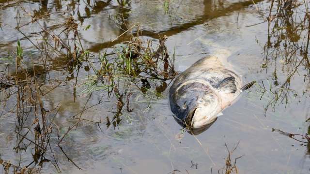 A dead fish in shallow water.