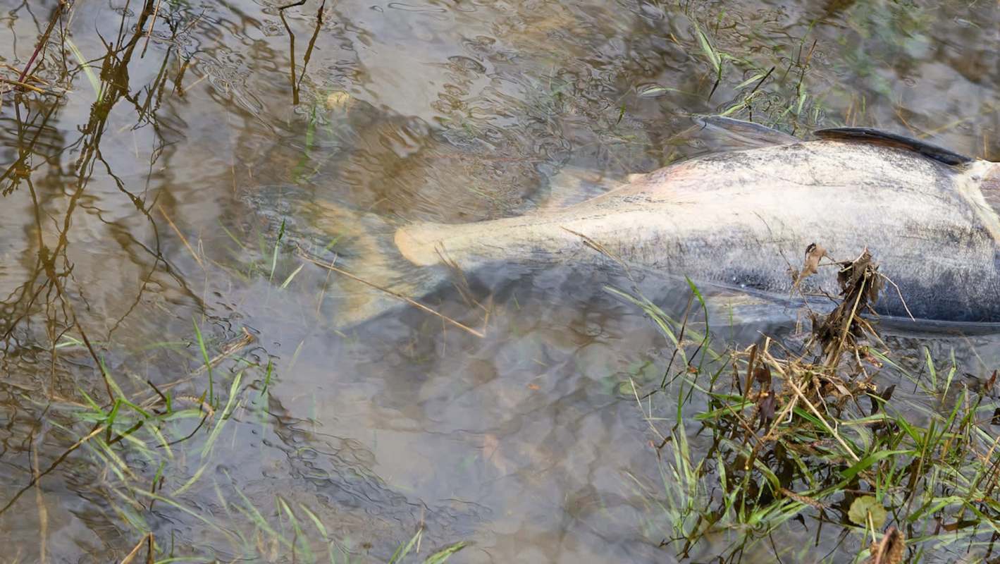 A dead fish in shallow water.