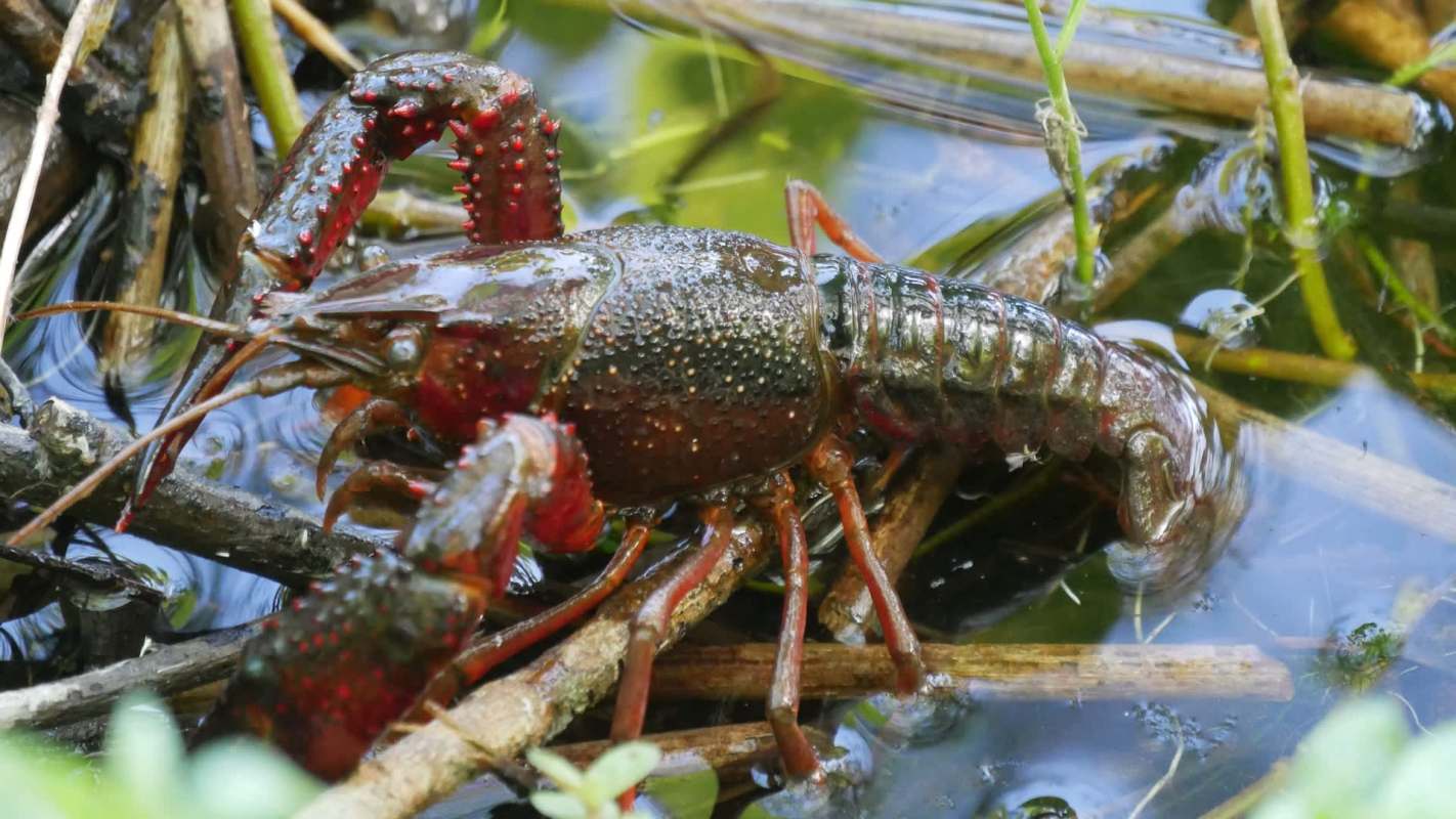 A crayfish among twigs in a pond.