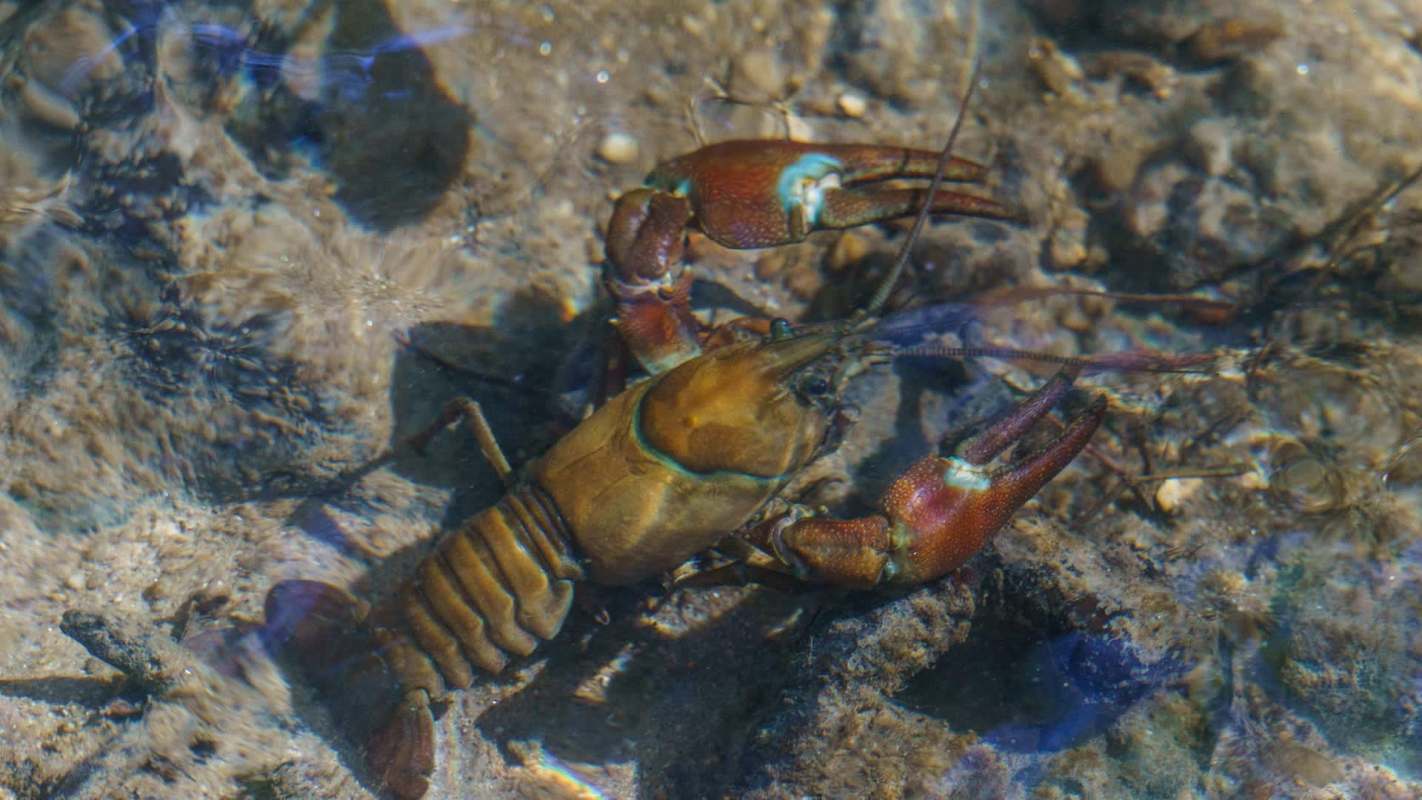 A crawfish on the rocky bottom of a body of water.
