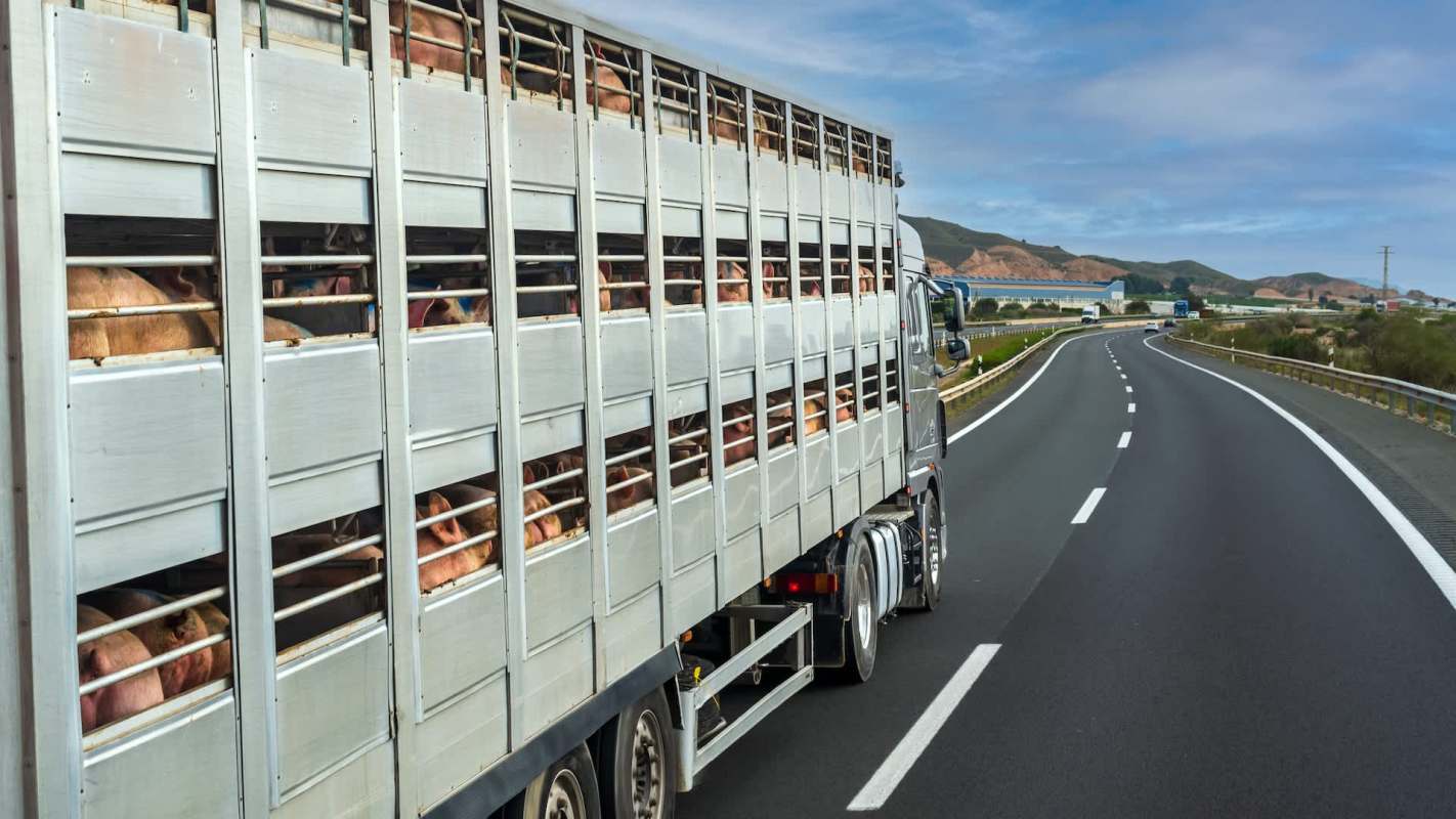 A truck transporting pigs on a highway.