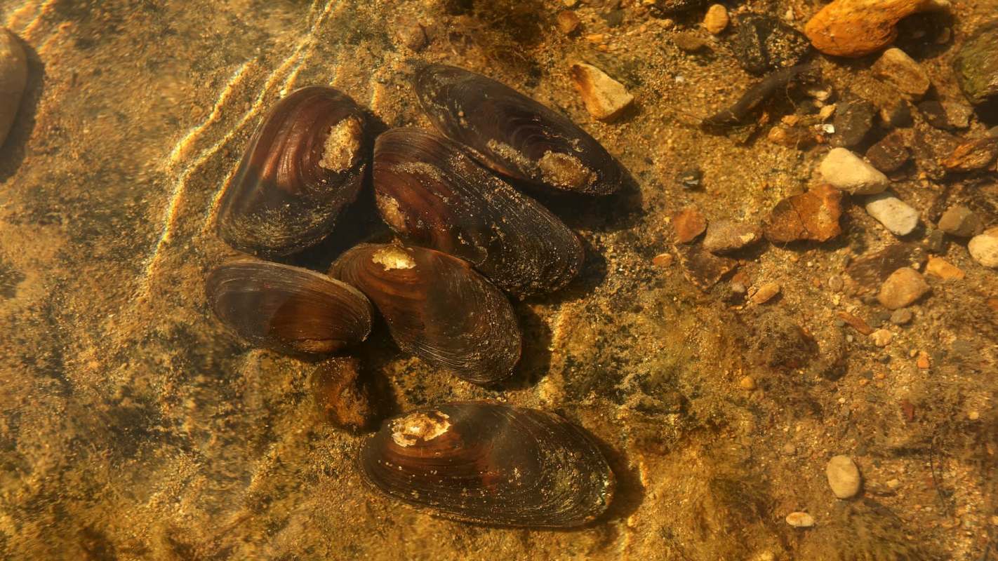 Mussels on a sandy riverbed.