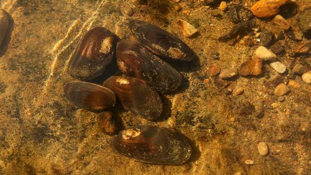 Mussels on a sandy riverbed.
