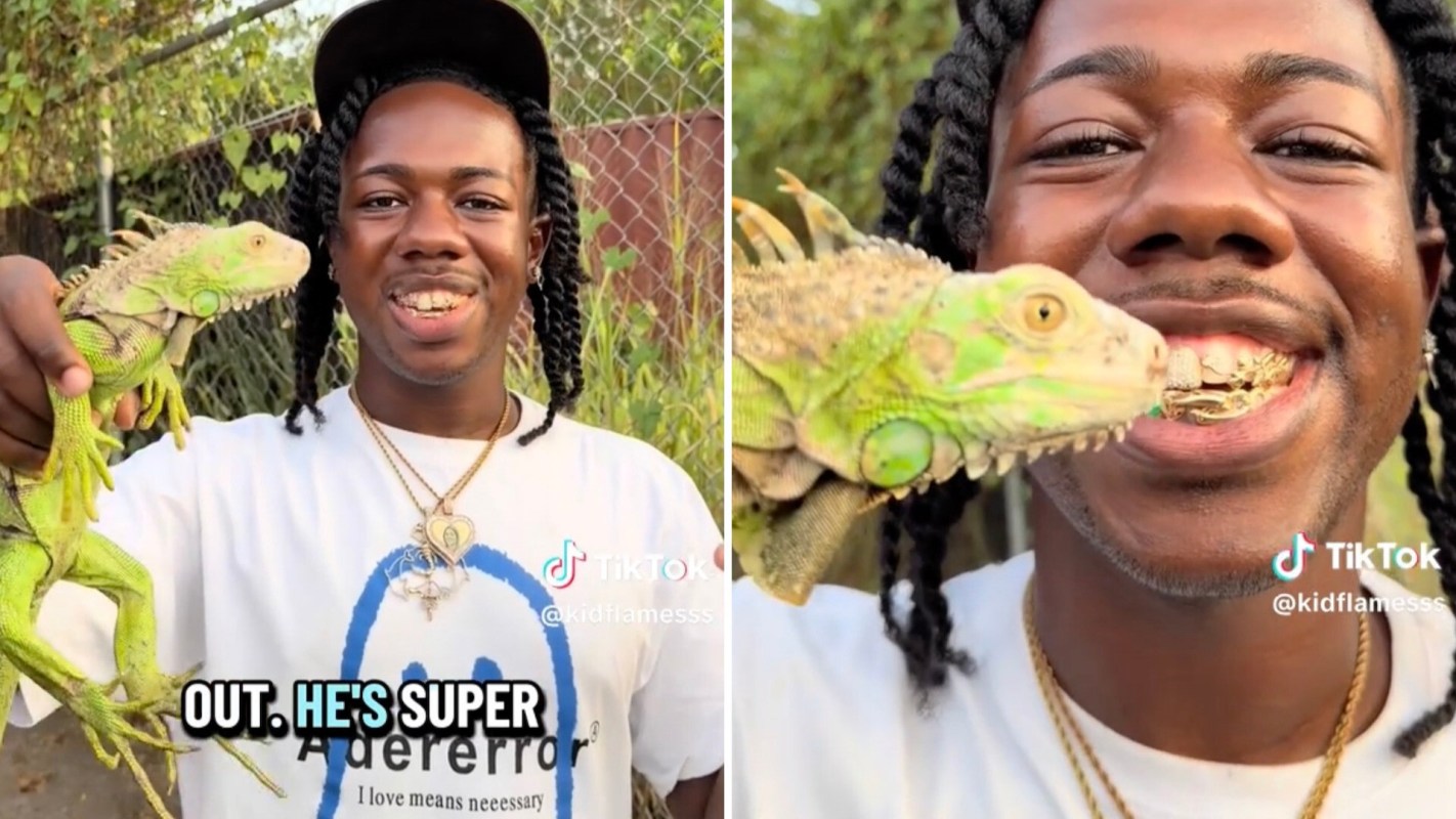 A biologist holding a green iguana.