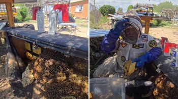A person in protective gear handles honeycomb near bees.