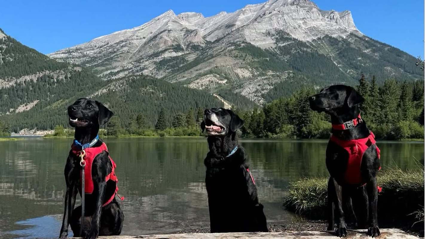 Three black dogs in red harnesses sit by a lake with mountains and trees in the background.