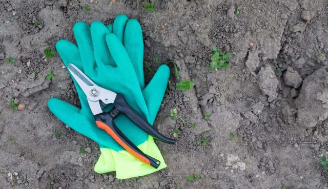 A pair of green gardening gloves and pruning shears on soil with small plants.