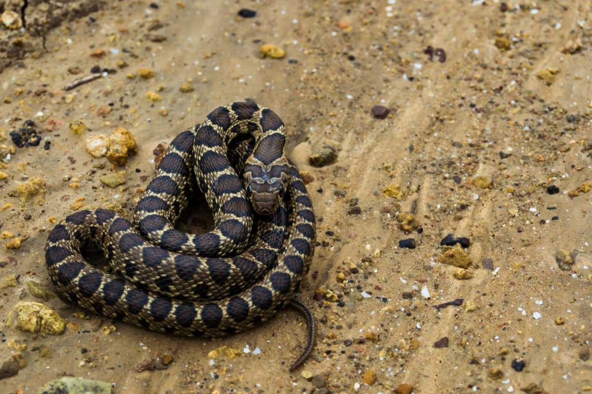 A horseshoe whip snake.
