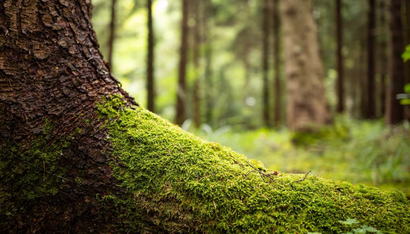 A moss-covered tree trunk in a forest with blurred trees in the background.