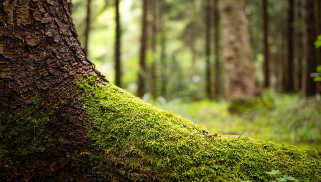 A moss-covered tree trunk in a forest with blurred trees in the background.