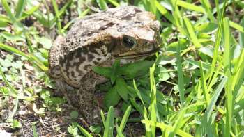 A cane toad resting on grass among small plants.