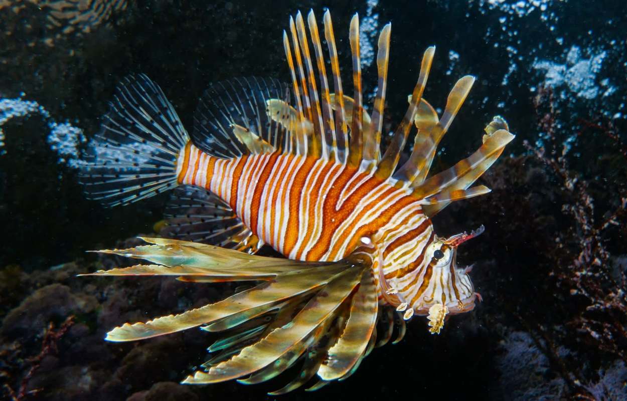 A lionfish.