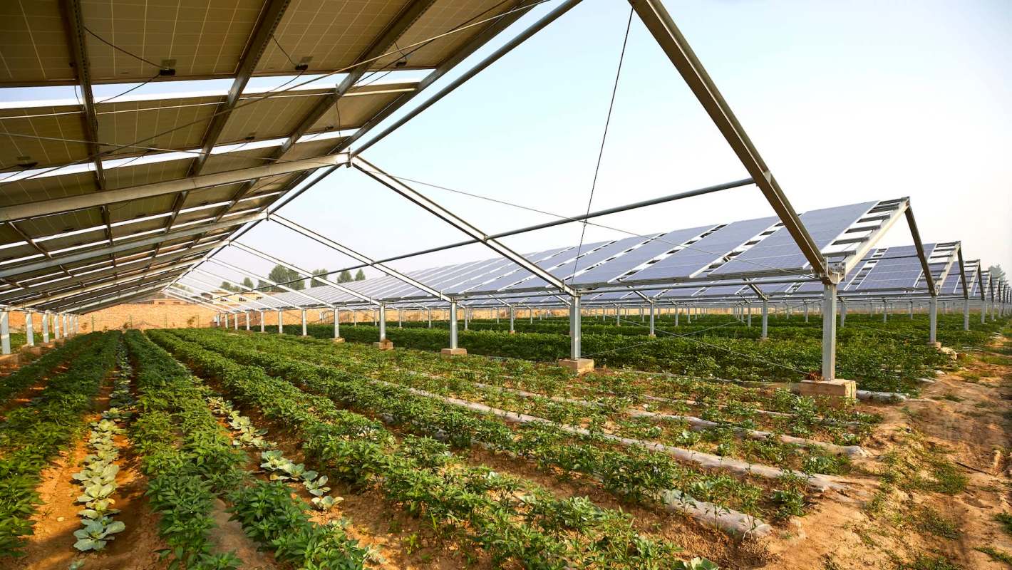 Rows of plants beneath solar panels.