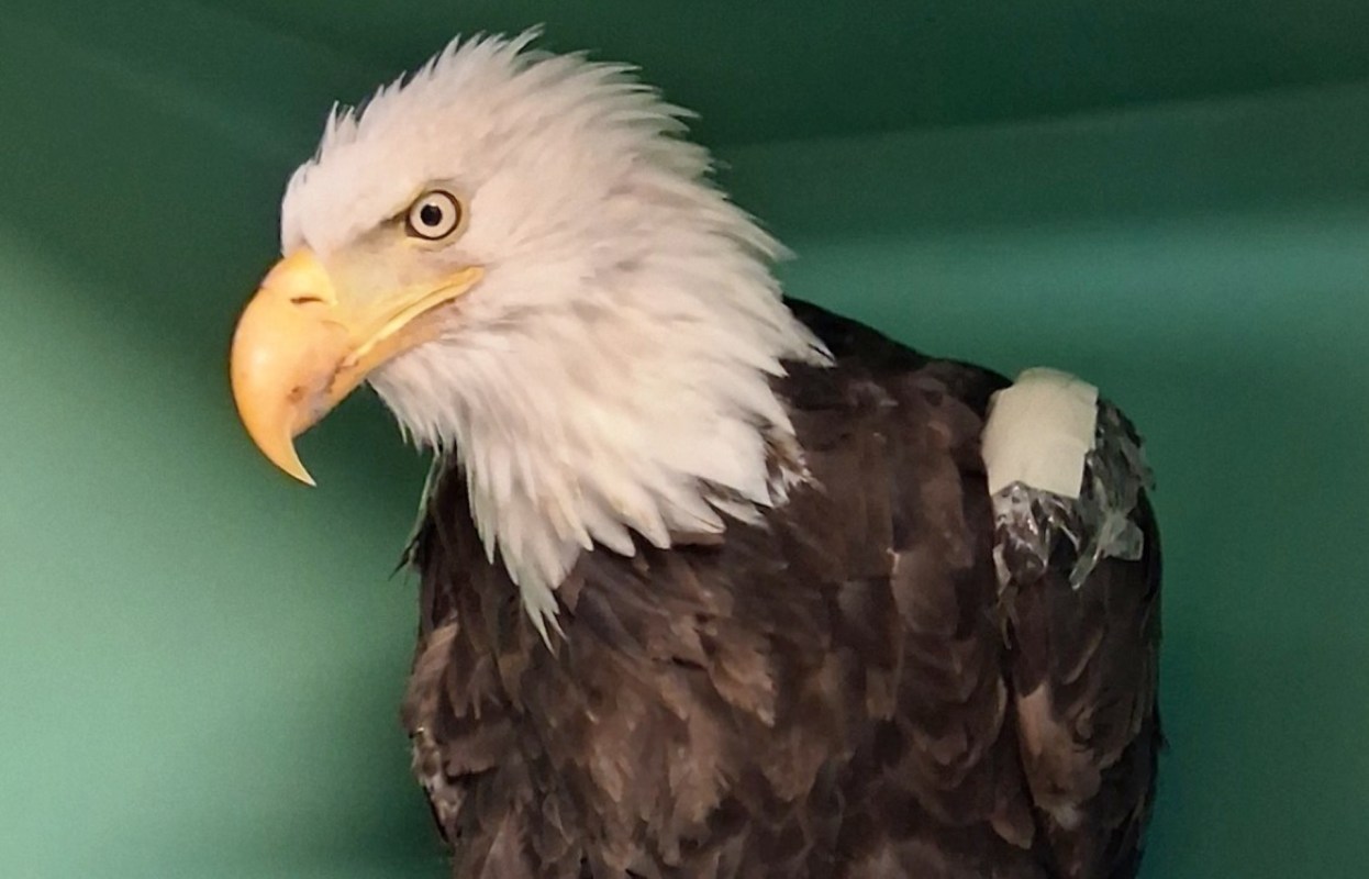 Jackie the bald eagle.