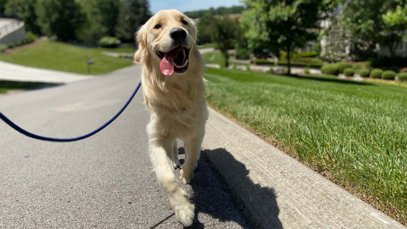 A golden retriever walking on a pavement with grass and trees in the background.