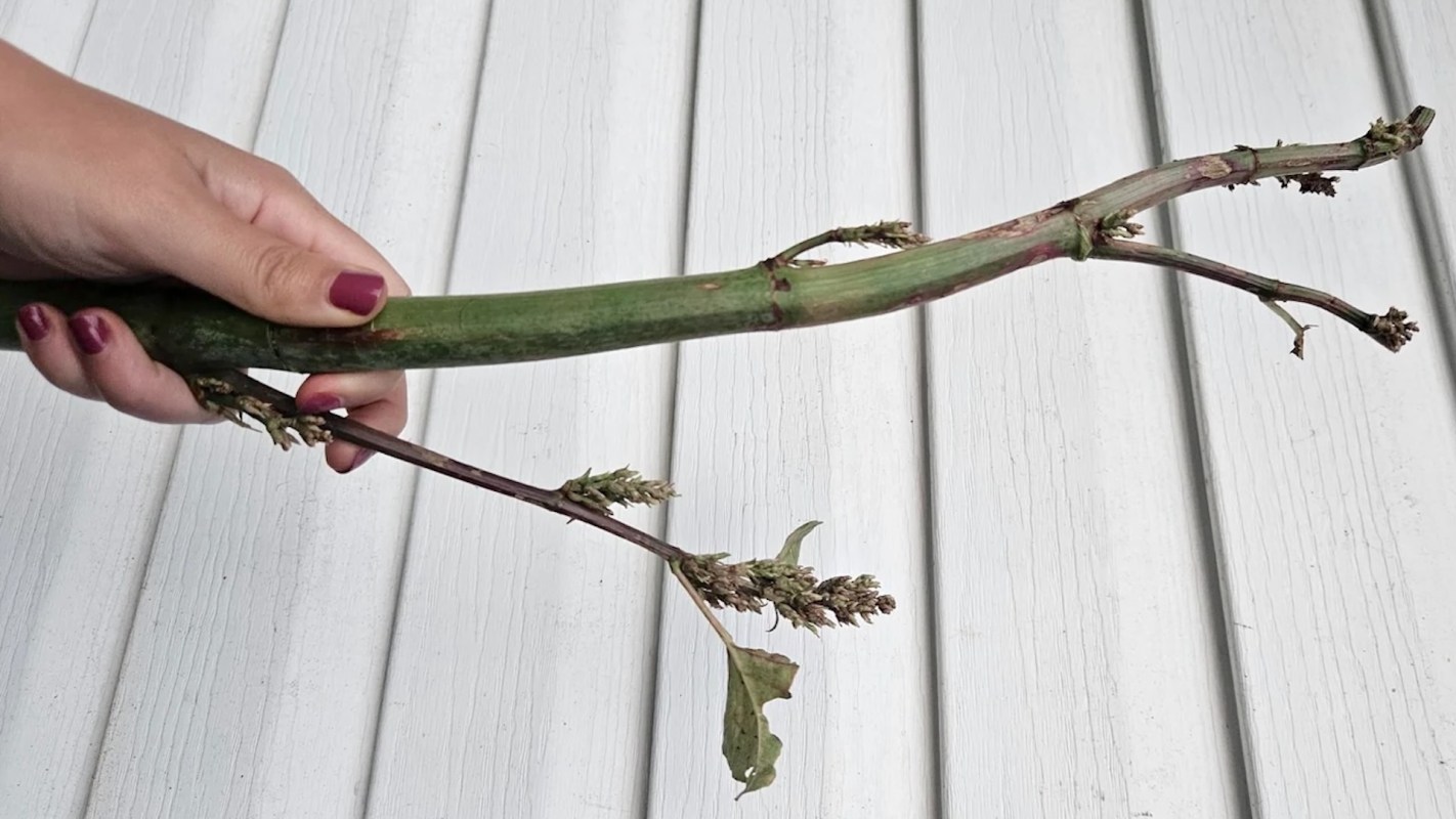 A hand holds a long, green stem with smaller branches and leaves against a white wooden surface.