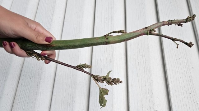 A hand holds a long, green stem with smaller branches and leaves against a white wooden surface.