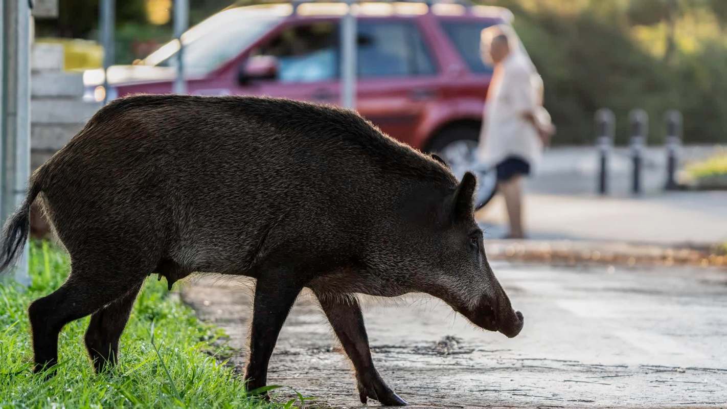 A wild boar walks along a path near a parked car and a person in the background.