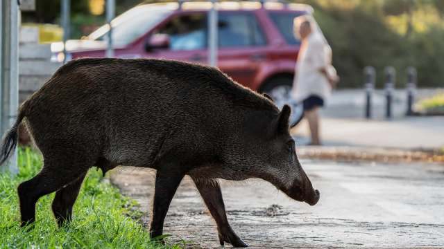 A wild boar walks along a path near a parked car and a person in the background.
