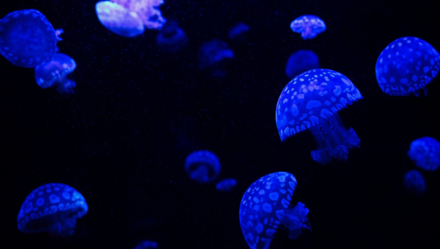 Jellyfish floating in dark water.