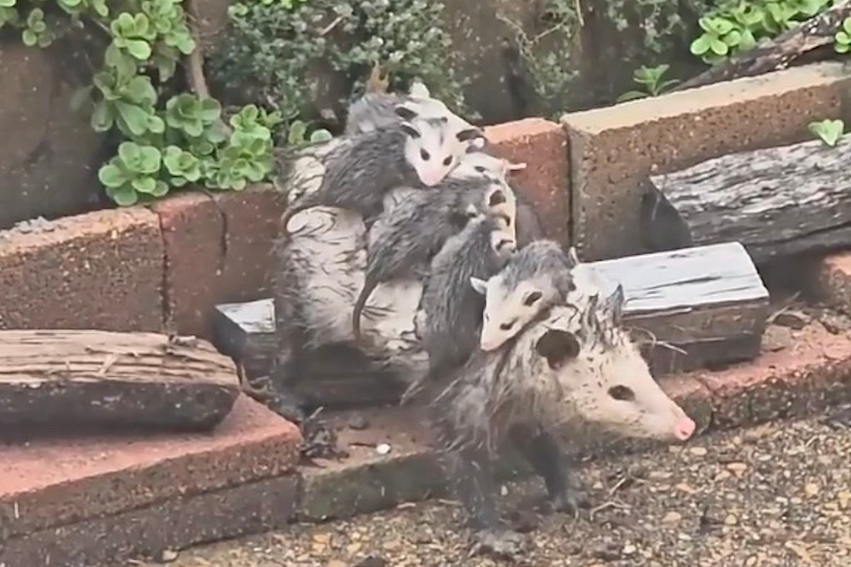 An opossum with several young on its back is near bricks and wooden logs.
