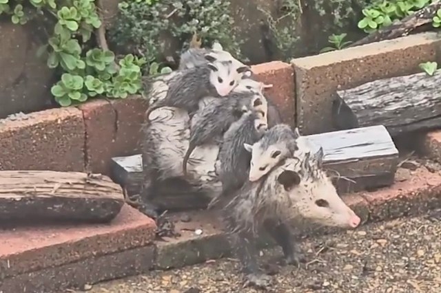 An opossum with several young on its back is near bricks and wooden logs.