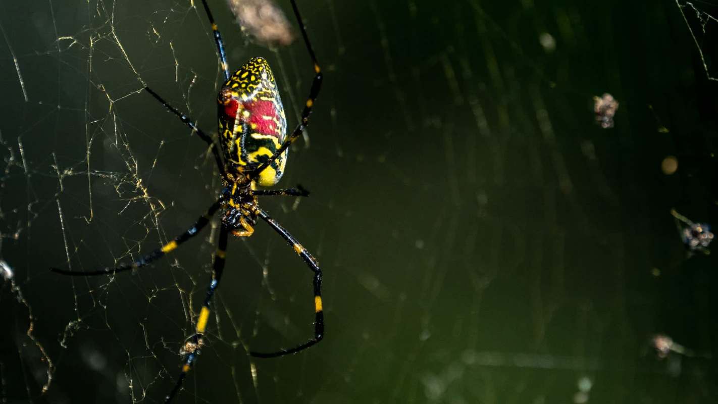 A brightly colored spider with a patterned abdomen sits in its web.