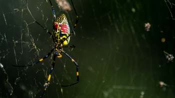 A brightly colored spider with a patterned abdomen sits in its web.