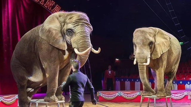 Two elephants perform on elevated stools in a circus setting, with a trainer guiding them.