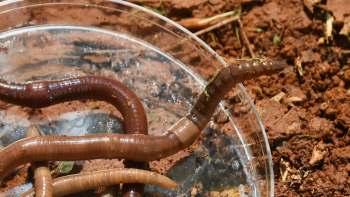 Jumping worms in a petri dish on soil.
