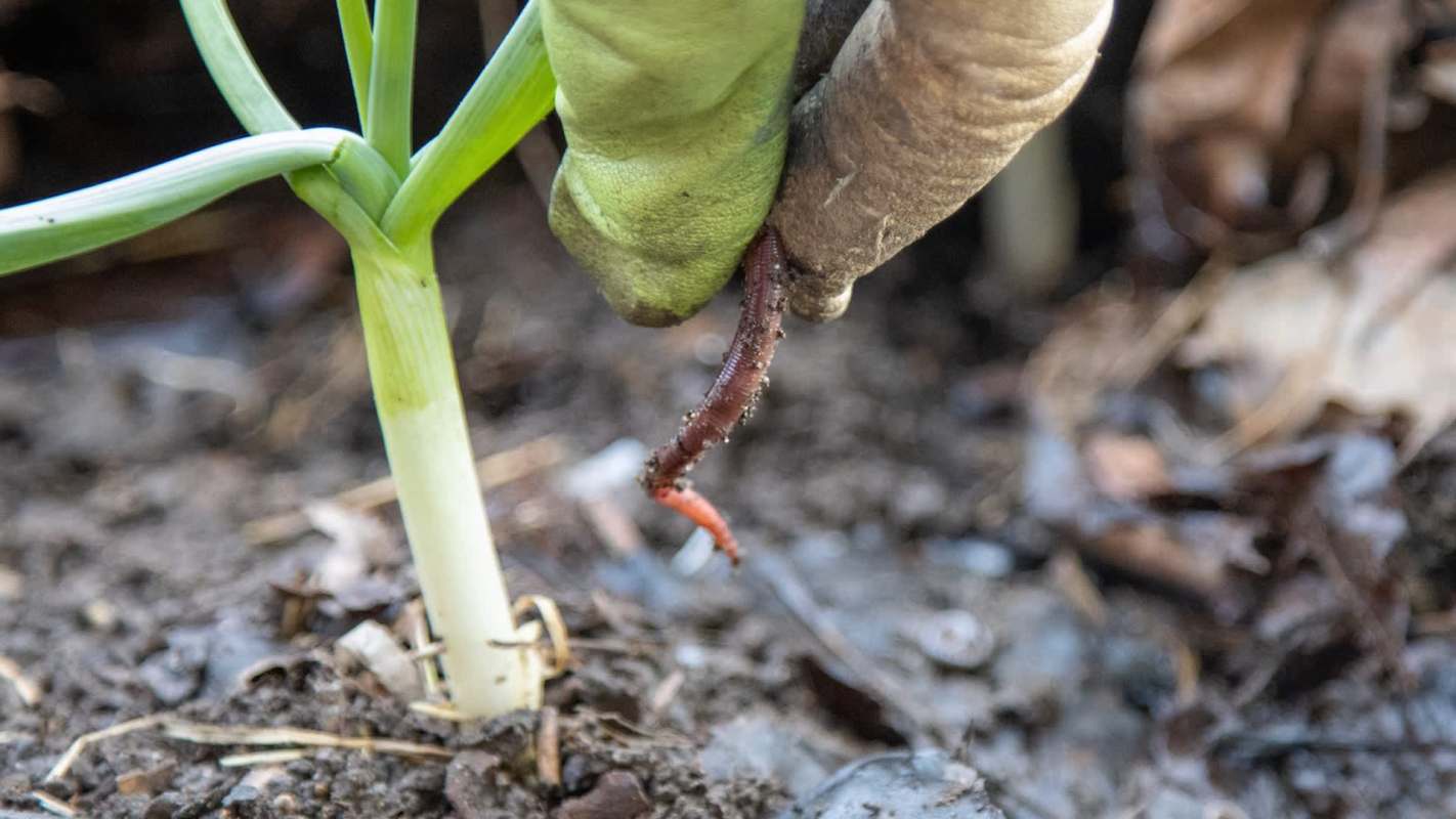 A hand pulls a worm from the soil near a green plant.