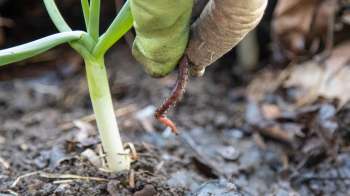 A hand pulls a worm from the soil near a green plant.