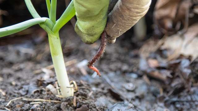 A hand pulls a worm from the soil near a green plant.