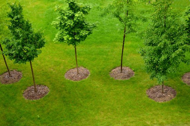 A group of juvenile trees.