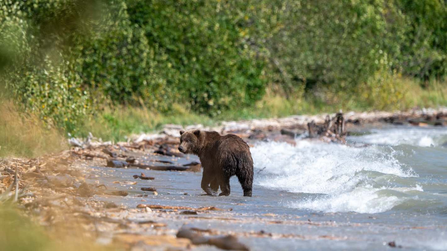A bear walks along a shoreline with waves and scattered driftwood.