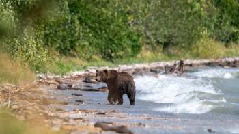 A bear walks along a shoreline with waves and scattered driftwood.